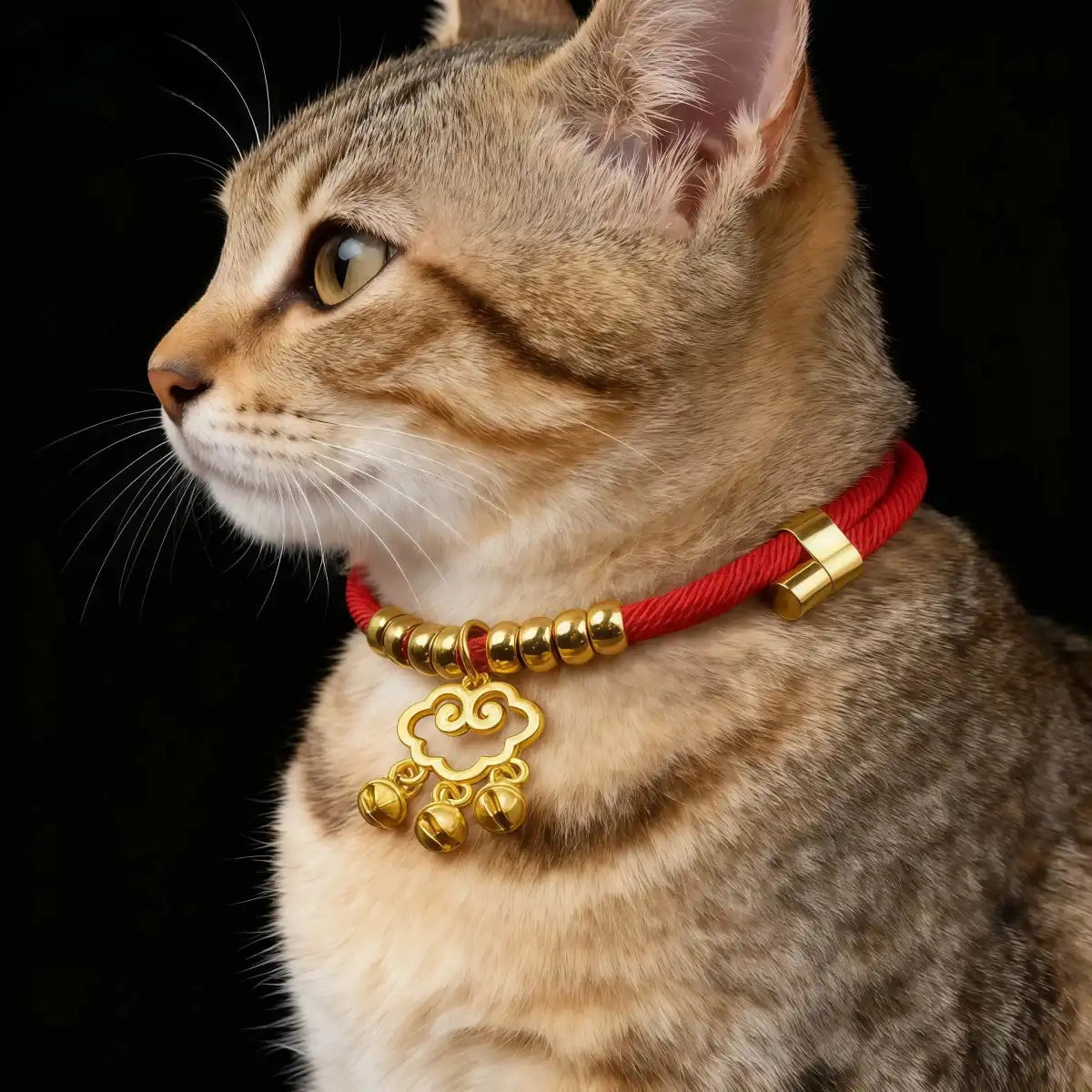 Cat wearing the red pet collar with a gold auspicious cloud charm, showing a comfortable fit and elegant pendent design.