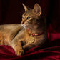 Blessing & Harmony – Eight Treasures Compass Red String Pet Collar