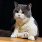 Blessing & Harmony – Eight Treasures Compass Pet Collar