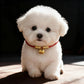 Blessing & Luck - Lucky Pouch Red String Pet Collar
